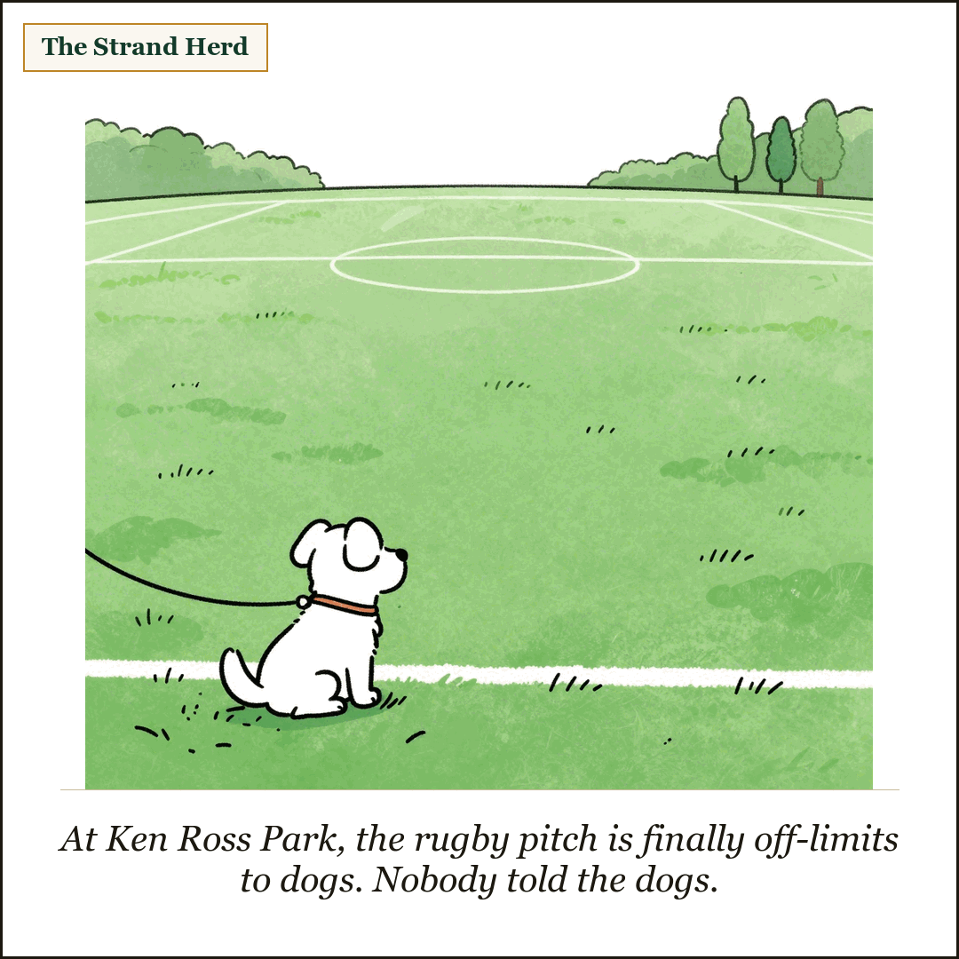 Loose line cartoon: a single small dog on a leash sitting at the edge of a wide, empty green sports field, gazing longingly across the marked grass it is not allowed to step onto, trees in the distance.